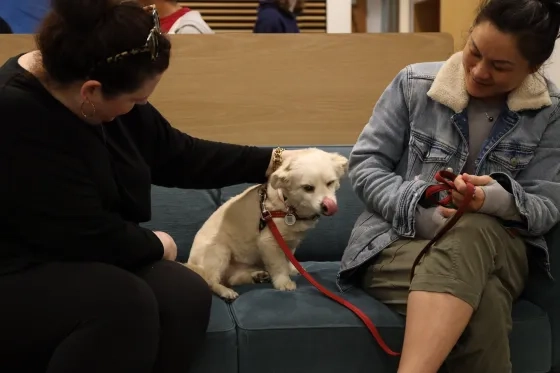 A therapy dog visit to SFCM.