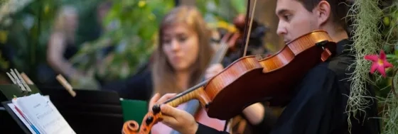 In focus shot of string player within quartet